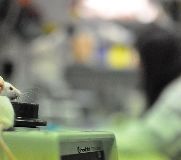 Interview and Observational Strategies